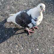 ヒメ日記 2026/03/12 18:35 投稿 にこ しゅうかつ倶楽部