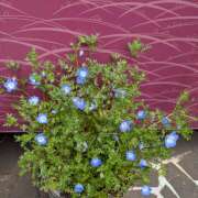 ヒメ日記 2026/03/16 07:38 投稿 にこ しゅうかつ倶楽部