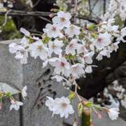 ヒメ日記 2026/03/26 11:11 投稿 にこ しゅうかつ倶楽部