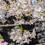 ヒメ日記 2026/03/31 11:11 投稿 にこ しゅうかつ倶楽部