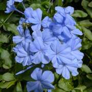 にこ 心が癒やされる💐花を見つけて しゅうかつ倶楽部