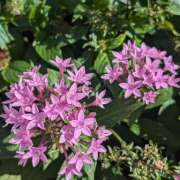 にこ ペンタスの花⭐星の形をしている しゅうかつ倶楽部