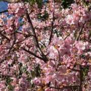 ヒメ日記 2026/02/19 15:21 投稿 凛花(りんか) グランドオペラ横浜