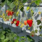 ヒメ日記 2026/03/01 20:01 投稿 えりか ルピナス