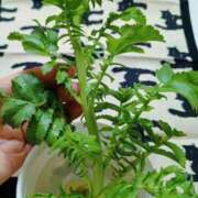 ヒメ日記 2026/03/03 22:52 投稿 きよか 美熟女倶楽部Hip's 春日部店