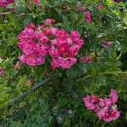 ヒメ日記 2026/03/17 08:19 投稿 めぐみ 茨城日立ちゃんこ