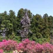 ヒメ日記 2026/03/25 07:39 投稿 めぐみ 茨城日立ちゃんこ