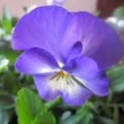 ヒメ日記 2026/04/04 11:29 投稿 めぐみ 茨城日立ちゃんこ