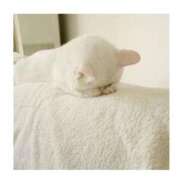 ヒメ日記 2026/04/21 13:54 投稿 ほのか いざ候 別館