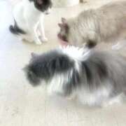 ヒメ日記 2026/04/11 12:01 投稿 みりな 渋谷とある風俗店♡やりすぎコレクション