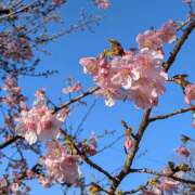 ヒメ日記 2026/03/25 15:17 投稿 伊園　こたろ レズビアン専門店リリーエデン