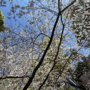 ヒメ日記 2026/04/04 17:04 投稿 伊園　こたろ レズビアン専門店リリーエデン