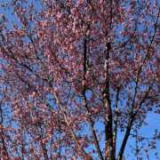 ヒメ日記 2026/03/22 08:00 投稿 しほ キューティーハニー