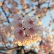 ヒメ日記 2026/03/11 03:21 投稿 じゅんこ 熟女の風俗最終章 宇都宮店