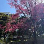 ヒメ日記 2026/03/14 15:19 投稿 坪田ほむら ザイオン 会員制アロマエステ