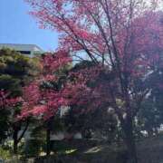 ヒメ日記 2026/04/08 12:59 投稿 坪田ほむら ザイオン 会員制アロマエステ