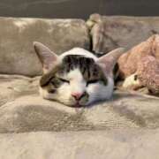 はるの ばったり 錦糸町人妻セレブリティ（ユメオト）