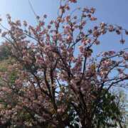 ヒメ日記 2026/04/12 17:18 投稿 はるの 錦糸町人妻セレブリティ（ユメオト）