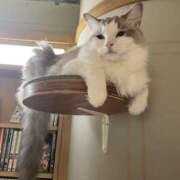 ヒメ日記 2026/04/15 02:37 投稿 はるの 錦糸町人妻セレブリティ（ユメオト）