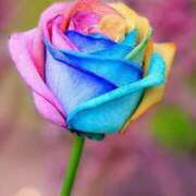 ヒメ日記 2026/04/04 11:26 投稿 のん モアグループ熊谷人妻花壇