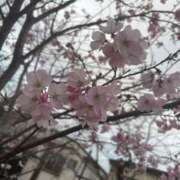 ヒメ日記 2026/04/07 20:32 投稿 沙倉ひろ 熟女パラダイス池袋店(カサブランカグループ)