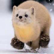 ヒメ日記 2026/03/18 23:35 投稿 てん ラブレター