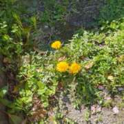 ヒメ日記 2026/04/08 09:34 投稿 てん ラブレター