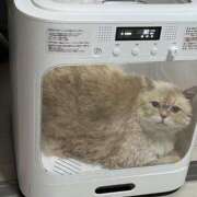 こはく 半年ぶり🐱 千葉人妻花壇