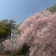 ヒメ日記 2026/03/31 10:53 投稿 雛河 朱里 人妻セレブ宮殿