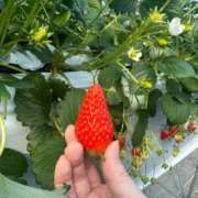 ヒメ日記 2026/04/01 22:23 投稿 雛河 朱里 人妻セレブ宮殿