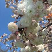 ヒメ日記 2026/03/28 06:59 投稿 真生 あおい こあくまな熟女たち 西川口店(KOAKUMAグループ)