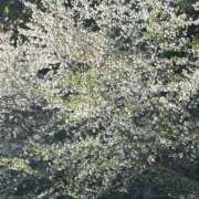 ヒメ日記 2026/04/02 19:12 投稿 まや マネキン神宮店