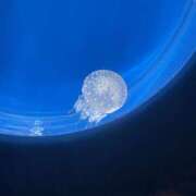 美緒 ゴルフ2  202のお兄さん🥰 おとなのわいせつ倶楽部 本厚木店