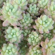 ヒメ日記 2026/04/28 09:39 投稿 氷川ゆきの YESグループ水戸　華女