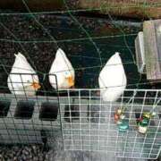 ヒメ日記 2026/03/20 22:28 投稿 るか 兵庫姫路・加古川ちゃんこ