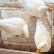 ヒメ日記 2026/04/12 09:42 投稿 るか 兵庫姫路・加古川ちゃんこ