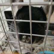 ヒメ日記 2026/04/18 02:19 投稿 るか 兵庫姫路・加古川ちゃんこ