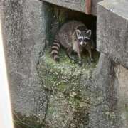 ヒメ日記 2026/06/10 19:32 投稿 るか 兵庫姫路・加古川ちゃんこ