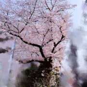 あき お花見シーズン? 千葉柏ちゃんこ