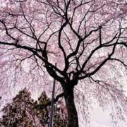 ヒメ日記 2026/04/05 21:48 投稿 あおい シンデレラ【平均年齢20才、風俗未経験の娘が8割以上】