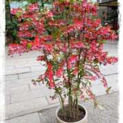 ヒメ日記 2026/02/07 17:16 投稿 永野えみか MADAM