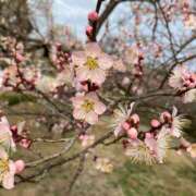 ヒメ日記 2026/02/25 18:00 投稿 ゆん ハピネス水戸