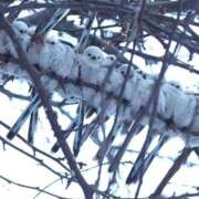 ヒメ日記 2026/02/07 19:13 投稿 奈々 池袋角海老