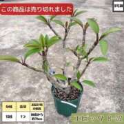 ヒメ日記 2026/09/06 10:13 投稿 奈々 池袋角海老