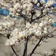 ヒメ日記 2026/03/27 07:15 投稿 てん 熟女の風俗最終章 錦糸町店