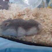 ヒメ日記 2026/04/13 20:55 投稿 てん 熟女の風俗最終章 錦糸町店