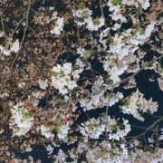 ヒメ日記 2026/04/06 00:17 投稿 くりーむ ていくぷらいど.学園