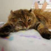 ヒメ日記 2026/02/09 11:27 投稿 ほの BARUBORA熊本店