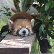 ヒメ日記 2026/03/01 13:19 投稿 ふゆ ピンクコレクション大阪