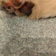 ヒメ日記 2026/02/12 06:49 投稿 いずみ 熊谷人妻城